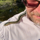 Garter Snakes drowsy in the Sun