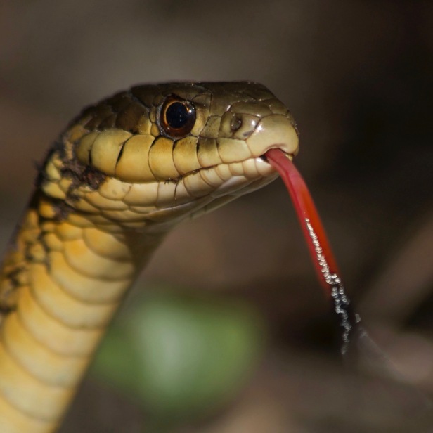 Garter Snake (thx Alex)