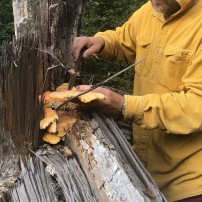 Harvesting 'Chicken of the Woods'