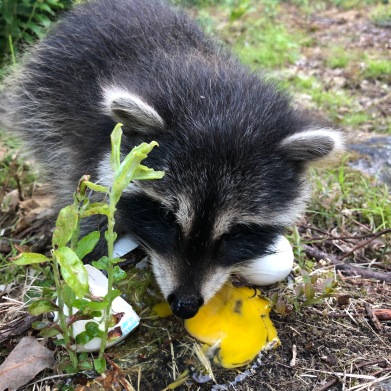 a Hungry Baby Racoon